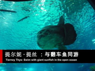Tierney Thys: Swim with giant sunfish in the open ocean   ˿    뷭ͬ 