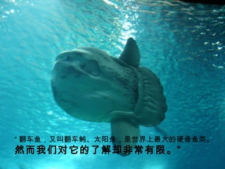  㣬ֽз̫㣬Ӳࡣ ȻǶ˽ȴǳ  