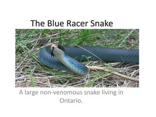 The Blue Racer Snake 
A large non-venomous snake living in 
Ontario. 
 