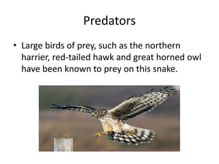 The blue racer snake | PPTX