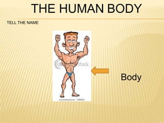 THE HUMAN BODY
TELL THE NAME




                    Body
 