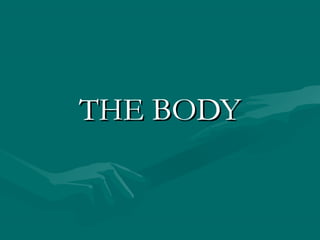 THE BODYTHE BODY
 