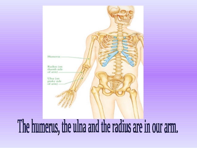 Our body