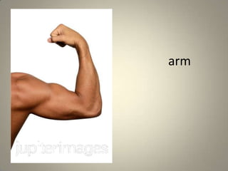 arm
 