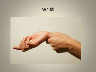 wrist
 