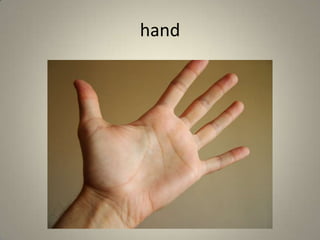 hand
 