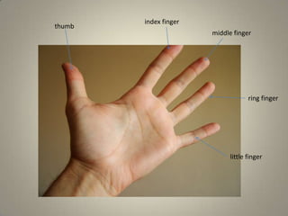 little finger
ring finger
middle finger
index finger
thumb
 