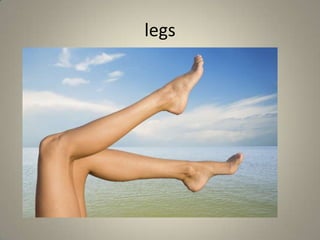 legs
 