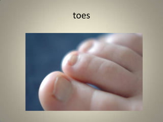 toes
 