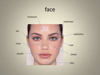 face
eyebrows
eyelashes
eye
nose
ear
mouth cheek
chin
forehead
 