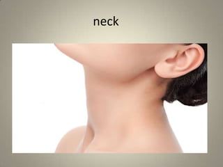 neck
 