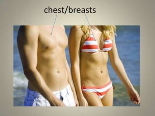 chest/breasts
 