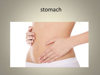 stomach
 
