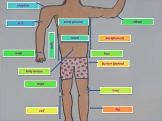 arm
shoulder
Chest (breast)
waist
belly
elbow
wrist
thigh
hips
Belly botton
knee
calf
Bottom (behind)
Back(behind)
leg
 