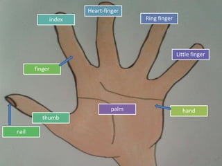 hand
finger
nail
thumb
index
Heart-finger
Ring finger
Little finger
palm
 