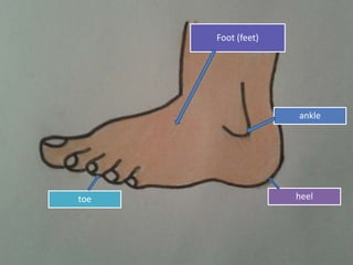 heel
Foot (feet)
ankle
toe
 