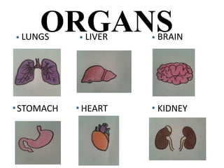 ORGANSLUNGS LIVER BRAIN
STOMACH HEART KIDNEY
 
