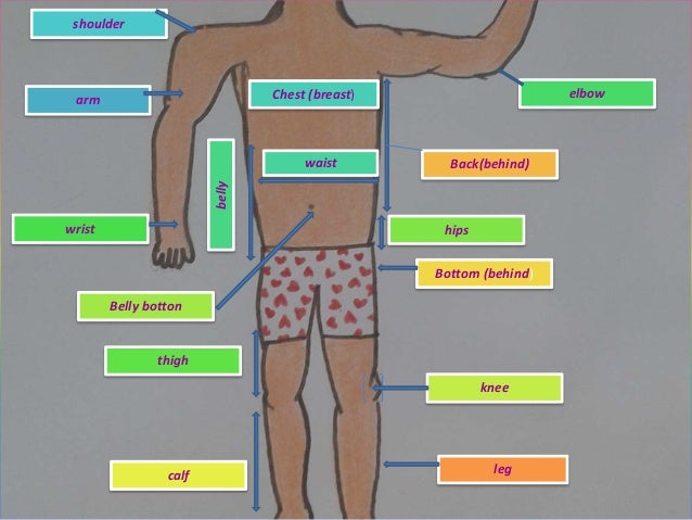The body