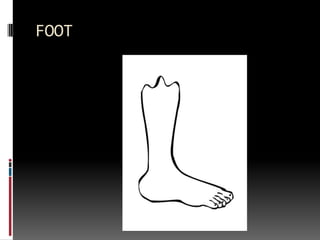 FOOT
