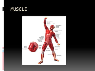 MUSCLE