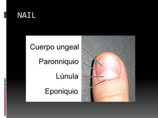 NAIL