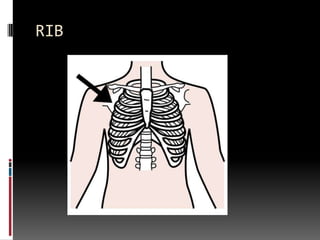 RIB