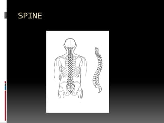 SPINE