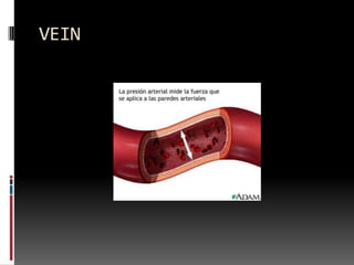 VEIN