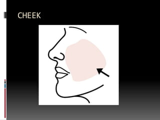 CHEEK