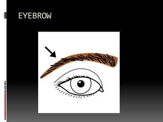 EYEBROW