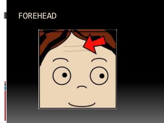 FOREHEAD