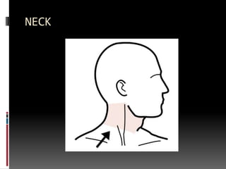 NECK
