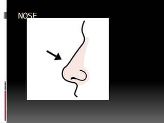 NOSE