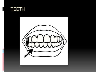 TEETH