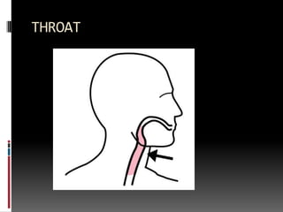 THROAT