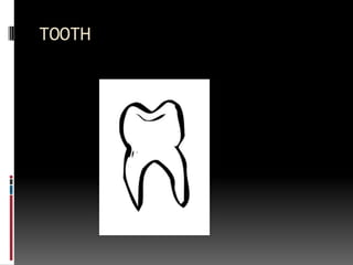 TOOTH
