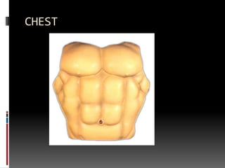 CHEST