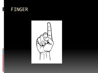 FINGER