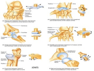 JOINTS
 
