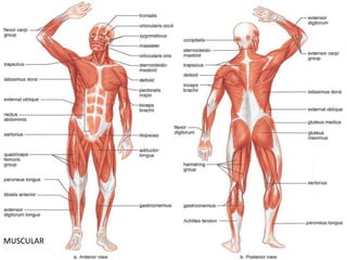 MUSCULAR
 