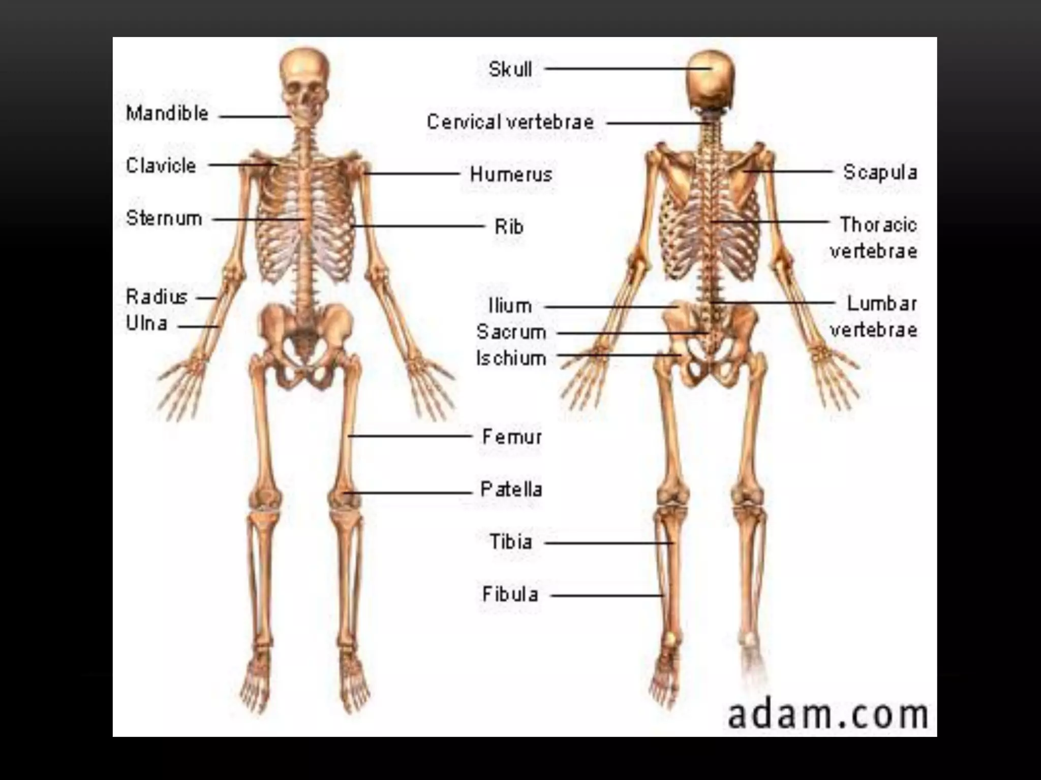 The body structure and function | PDF