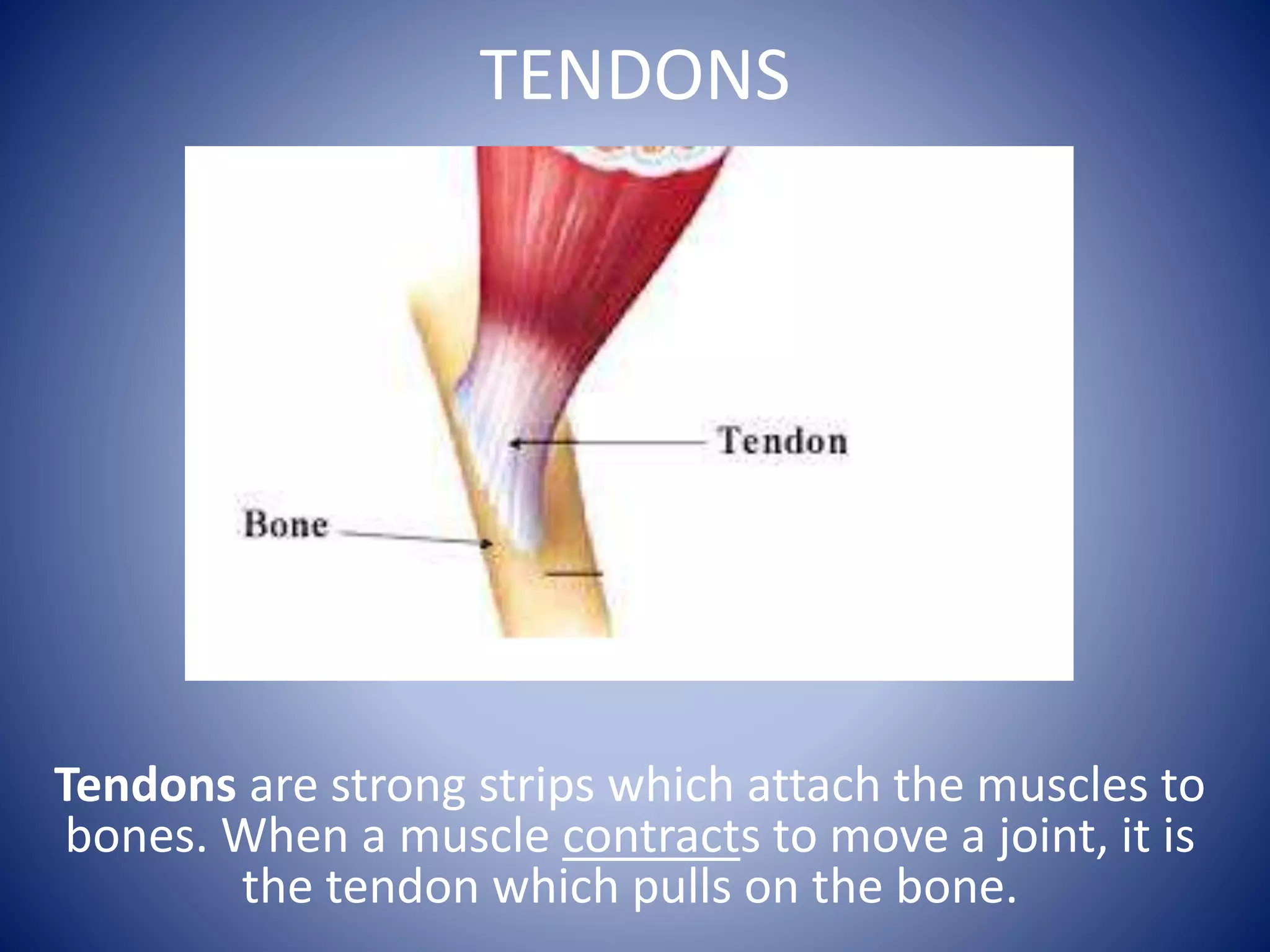 TENDONS
Tendons are strong strips which attach the muscles to
bones. When a muscle contracts to move a joint, it is
the tendon which pulls on the bone.
 