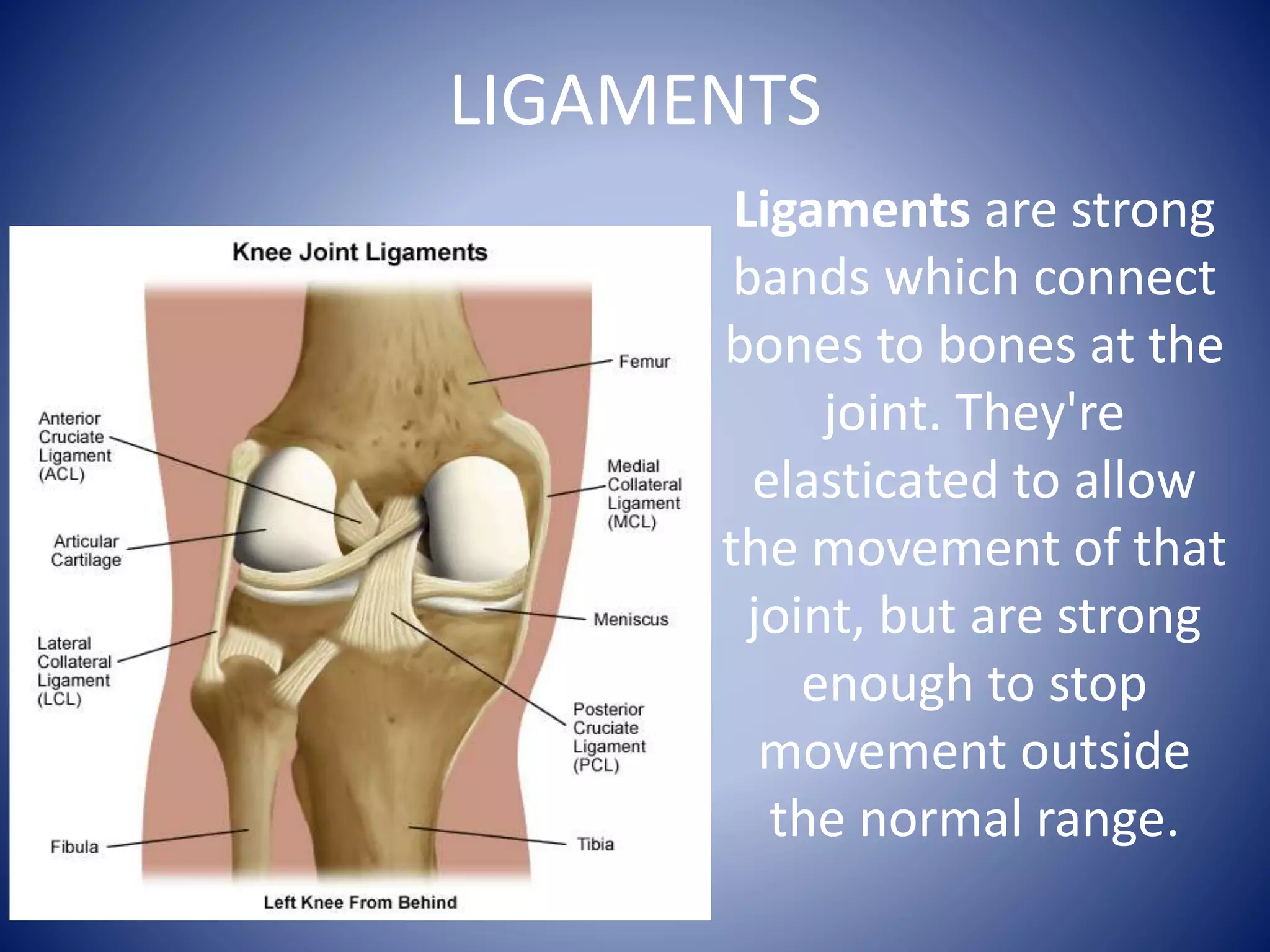 LIGAMENTS
Ligaments are strong
bands which connect
bones to bones at the
joint. They're
elasticated to allow
the movement of that
joint, but are strong
enough to stop
movement outside
the normal range.
 