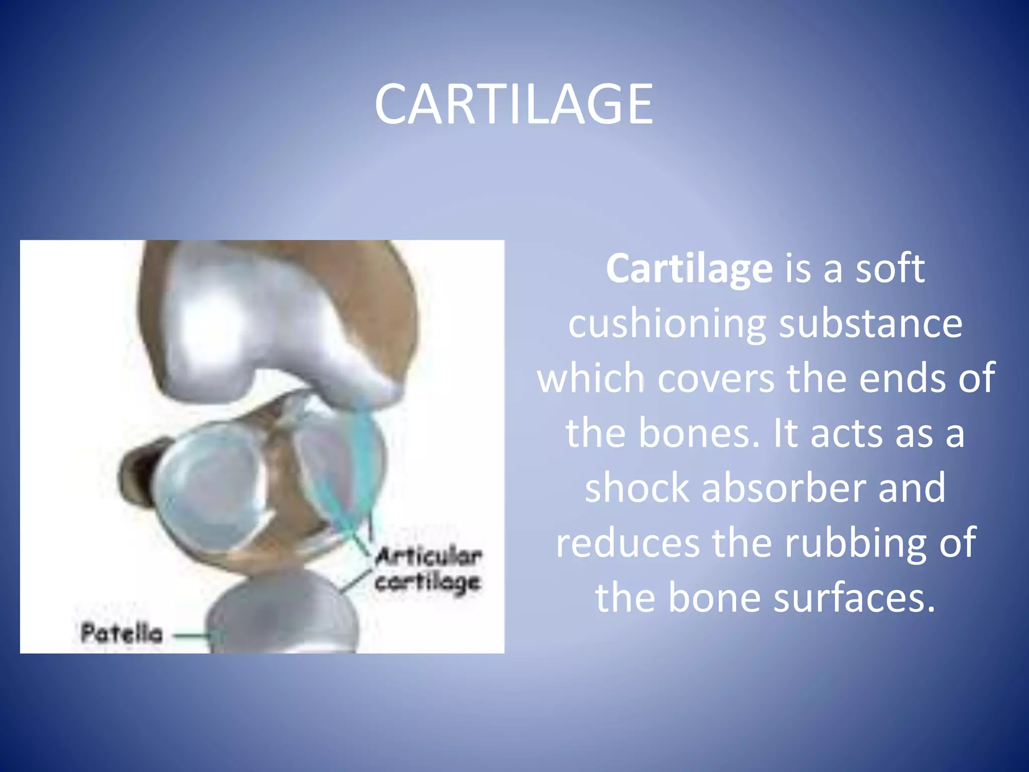 CARTILAGE
Cartilage is a soft
cushioning substance
which covers the ends of
the bones. It acts as a
shock absorber and
reduces the rubbing of
the bone surfaces.
 