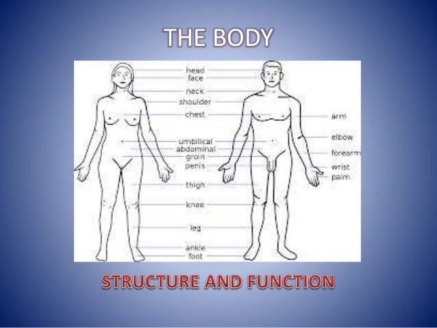 how to get perfect body structure