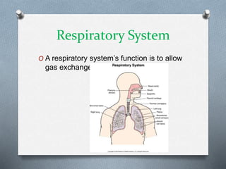 Respiratory System
O A respiratory system’s function is to allow
gas exchange.