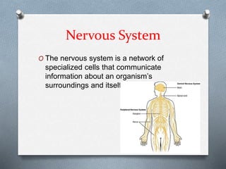 Nervous System
O The nervous system is a network of
specialized cells that communicate
information about an organism’s
surroundings and itself.