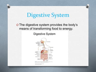 Digestive System
O The digestive system provides the body’s
means of transforming food to energy.