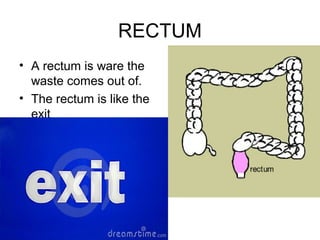 RECTUM
• A rectum is ware the
  waste comes out of.
• The rectum is like the
  exit
 