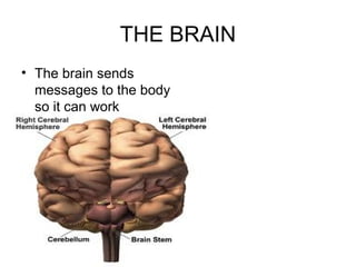 THE BRAIN
• The brain sends
  messages to the body
  so it can work
 